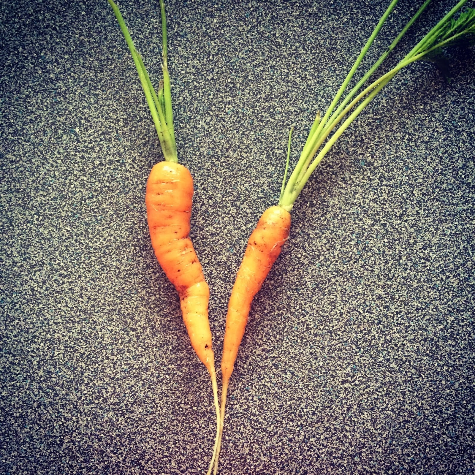 Two small freshly harvested carrots with green tops on a speckled countertop